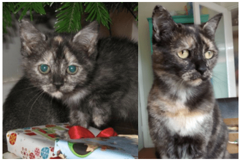 screen-shot-2017-02-09-at-6-40-21-pm