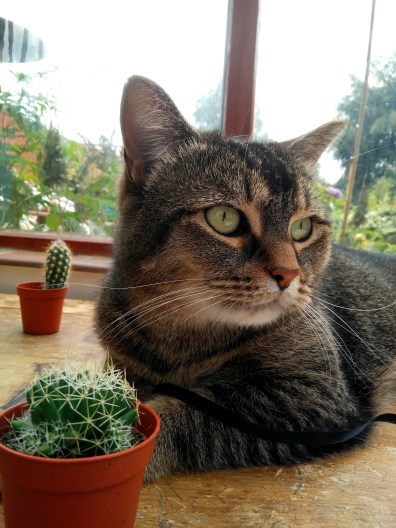 5 Things I do When Attempting to be Productive -- productivity tips for your bullet journal https://sonorahillsauthor.com