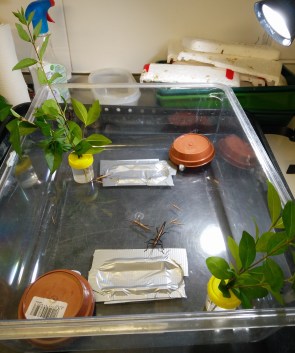 Biology Projects - Tales and Tips from a second year uni student about fish, insects, and writing a good scientific paper https://sonorahillsauthor.com/