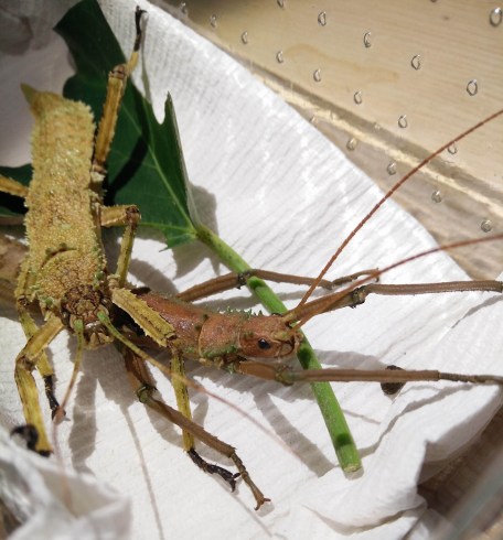 Why am I studying biology? A rant that might help if you're trying to decide your future https://sonorahillsauthor.com/